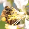A bee with pollen on its legs collecting nectar from a white blossom against a bright blue sky background.