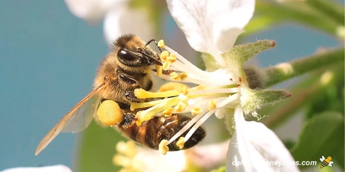 A bee with pollen on its legs collecting nectar from a white blossom against a bright blue sky background.